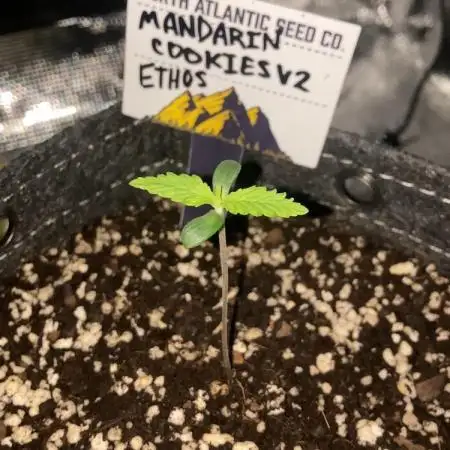 Bedroom Buds vol. 1 - M. Cookies V2