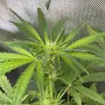 First Grow Ever - Gorilla Z Auto BAS 3.0