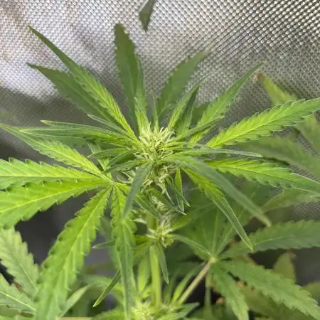 First Grow Ever - Gorilla Z Auto BAS 3.0