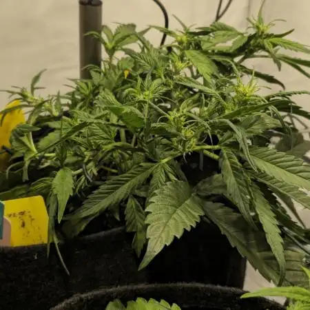 Runtz zamnesia Northern Lights RQS