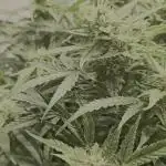 Runtz zamnesia Northern Lights RQS