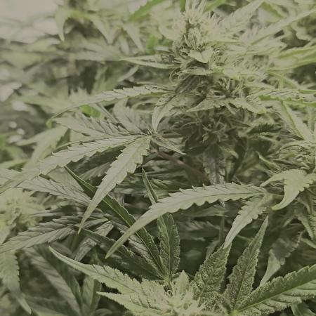 Runtz zamnesia Northern Lights RQS