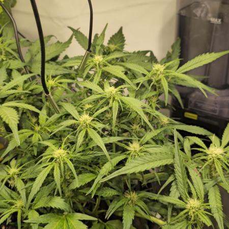 Runtz zamnesia Northern Lights RQS