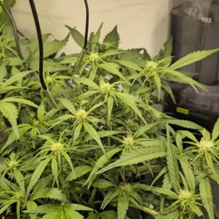 Runtz zamnesia Northern Lights RQS