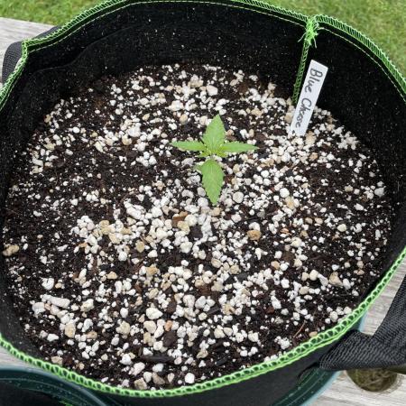 Blue Cheese Auto & Northern Lights Auto