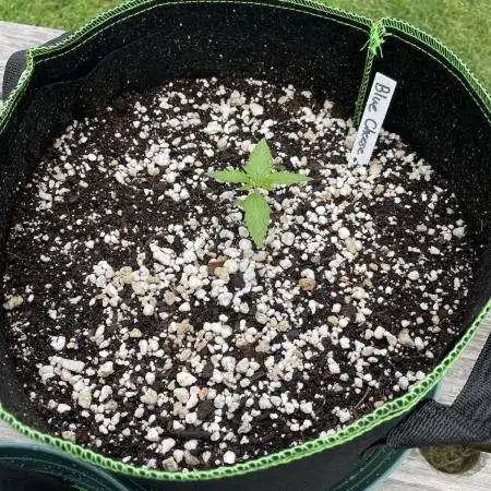Blue Cheese Auto & Northern Lights Auto
