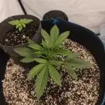 Organic vs synthetic