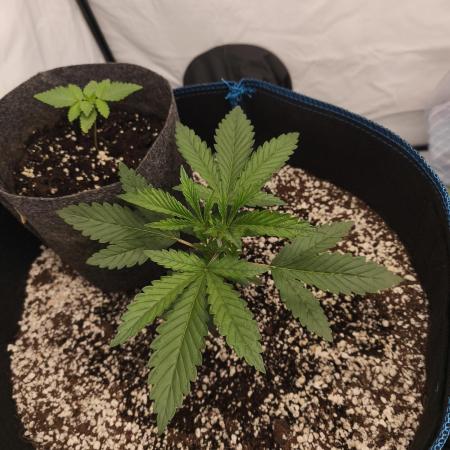 Organic vs synthetic