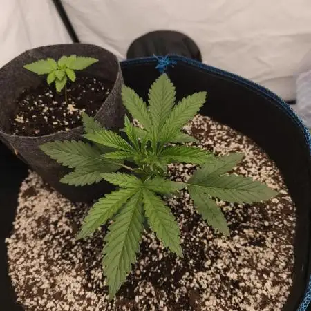 Organic vs synthetic