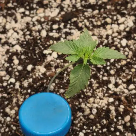 Organic vs synthetic