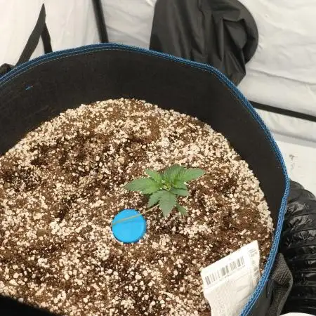 Organic vs synthetic
