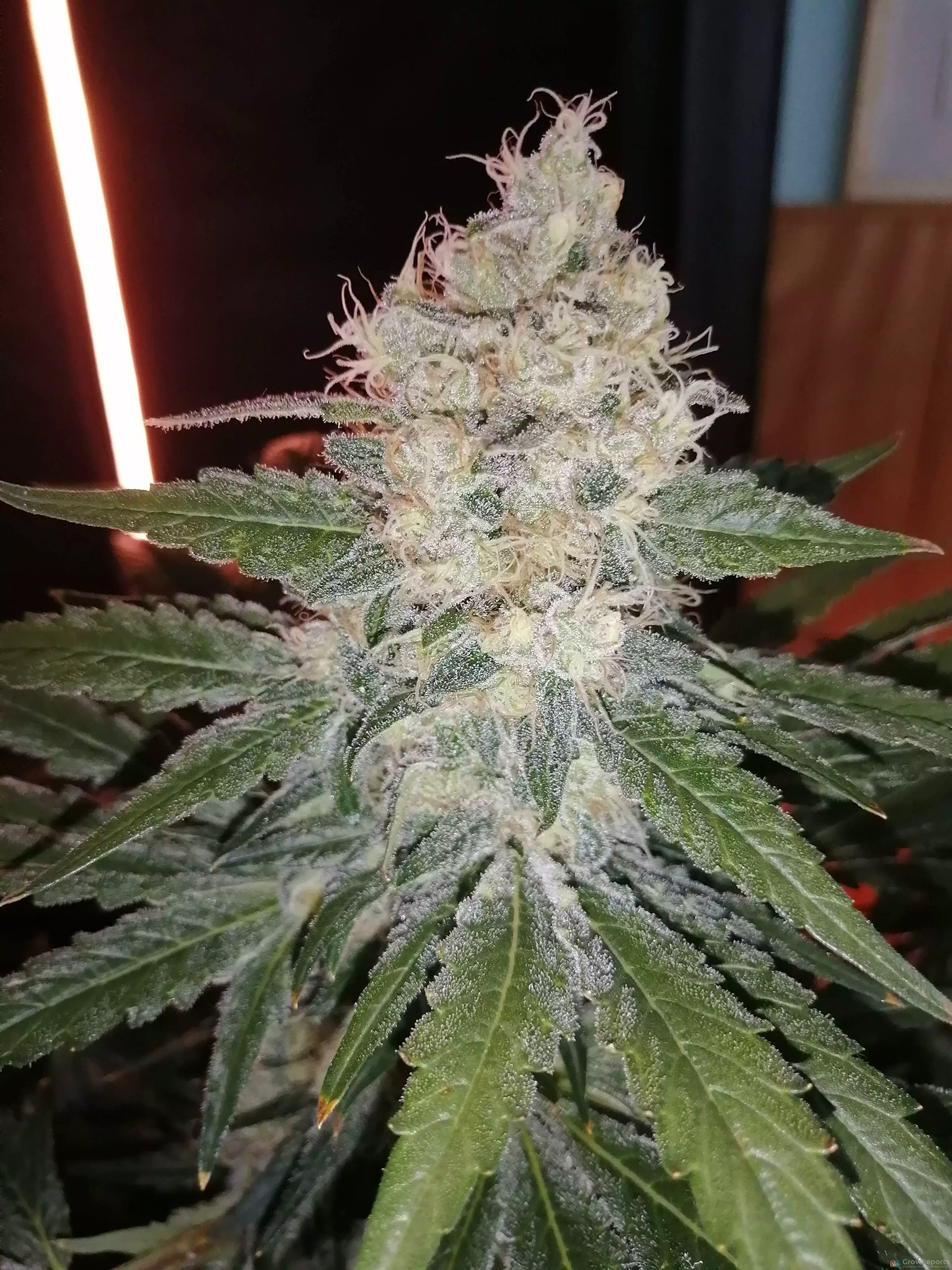 Q4W gen1 by SANlight grow lamp. Lighting information- Gro