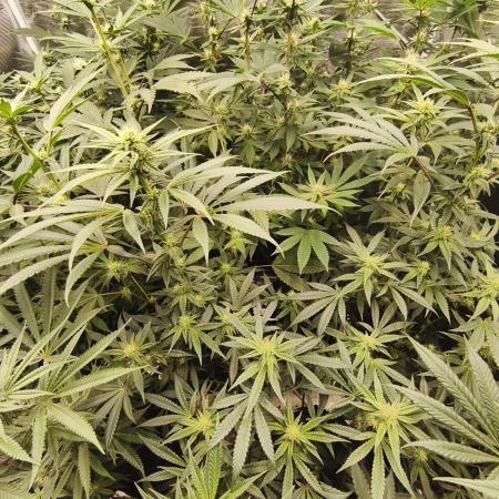 Mary Jane Drop Grow!Compound&Karma