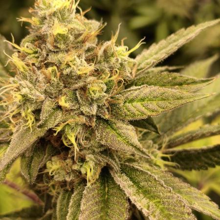 Doja Ltd. Regs OZK Kush x Coffin Candy