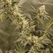 Mary Jane Drop Grow!Compound&Karma