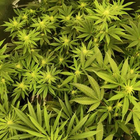 Mary Jane Drop Grow!Compound&Karma