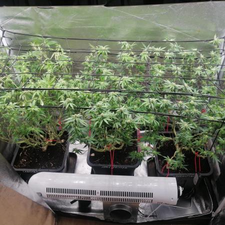 3x 21l Erde auf 120x60x180cm + Temu LED