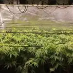 3x 21l Erde auf 120x60x180cm + Temu LED