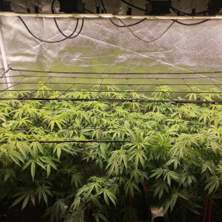 3x 21l Erde auf 120x60x180cm + Temu LED