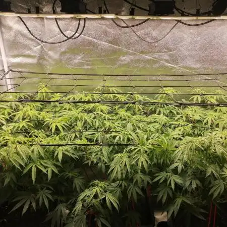 3x 21l Erde auf 120x60x180cm + Temu LED