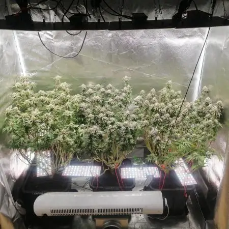 3x 21l Erde auf 120x60x180cm + Temu LED