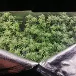 3x 21l Erde auf 120x60x180cm + Temu LED