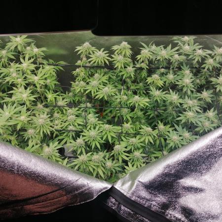 3x 21l Erde auf 120x60x180cm + Temu LED