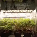 3x 21l Erde auf 120x60x180cm + Temu LED