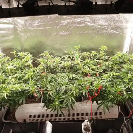 3x 21l Erde auf 120x60x180cm + Temu LED
