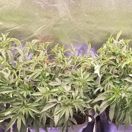 3x 21l Erde auf 120x60x180cm + Temu LED