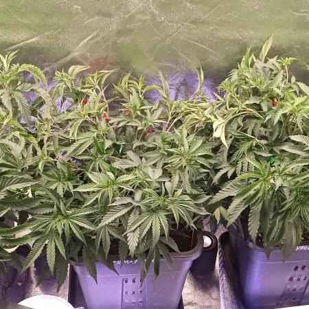 3x 21l Erde auf 120x60x180cm + Temu LED