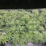 3x 21l Erde auf 120x60x180cm + Temu LED