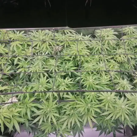 3x 21l Erde auf 120x60x180cm + Temu LED