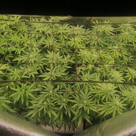 3x 21l Erde auf 120x60x180cm + Temu LED