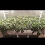 3x 21l Erde auf 120x60x180cm + Temu LED