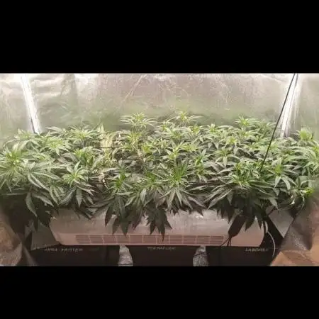 3x 21l Erde auf 120x60x180cm + Temu LED