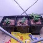 Mein Erster Coco Grow