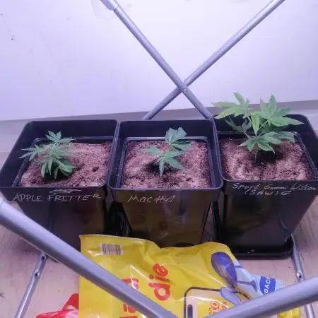 Mein Erster Coco Grow
