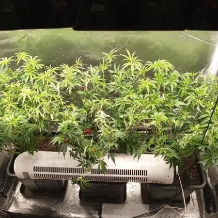 3x 21l Erde auf 120x60x180cm + Temu LED