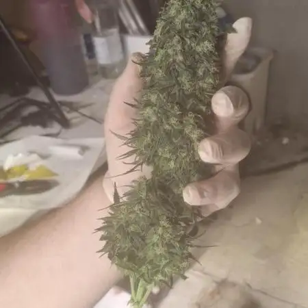 Second Year Best Grow yet - indoor Auto