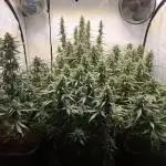 Second Year Best Grow yet - indoor Auto