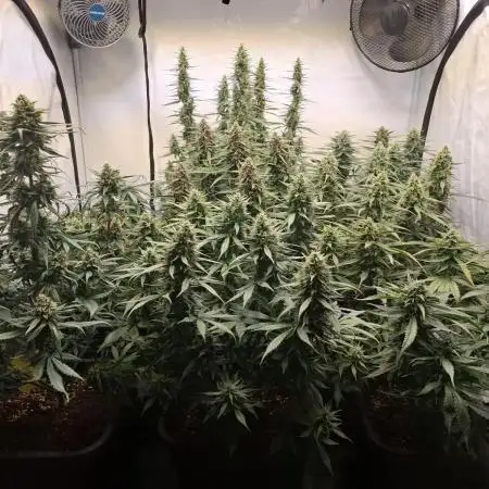 Second Year Best Grow yet - indoor Auto
