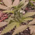 Critical Widow