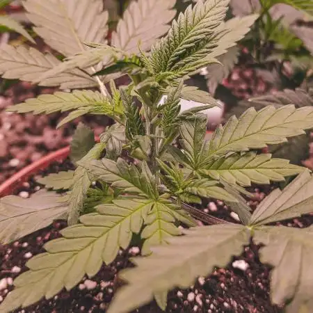 Critical Widow