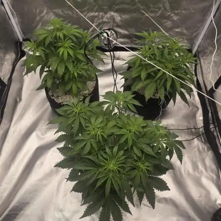 Gorilla Glue Auto - first grow