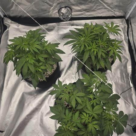 Gorilla Glue Auto - first grow