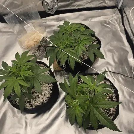 Gorilla Glue Auto - first grow