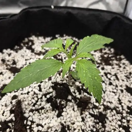 Gorilla Glue Auto - first grow