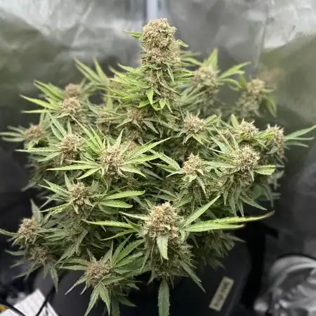 High Mars