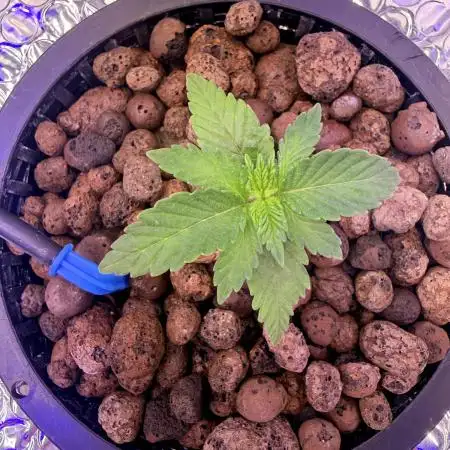 Early Skunk